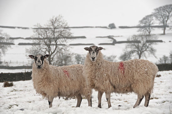 Christmas holidays in the Yorkshire dales