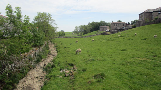 Sheep grazing on grass in Hawes behind the Dales Countryside Museum
